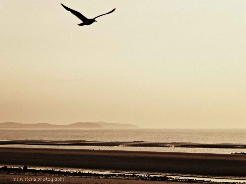 home to roost.jpg